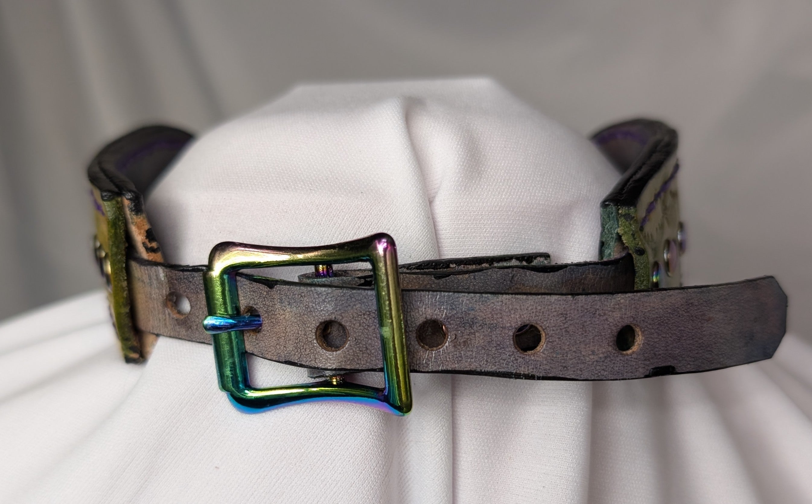 Buckled working collar, green w/ purple accents, rainbow hardware